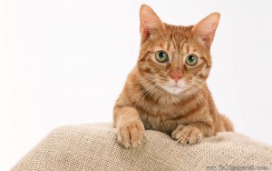 cat2