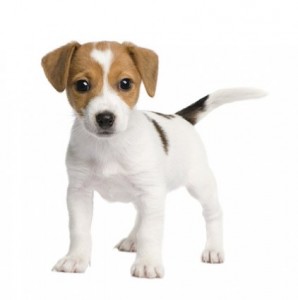 puppy